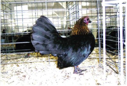 Brown Red Old English Game Bantam Chicken Hen