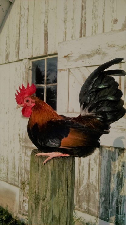 Black Breasted Red Old English Game Bantam Photo By Newall family