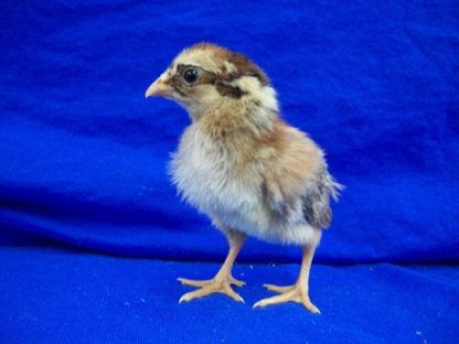 Day Old Black Breasted Aseel Chicks