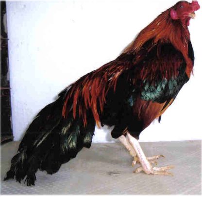 Black Breasted Red Cubalaya Bantam Chicken Rooster
