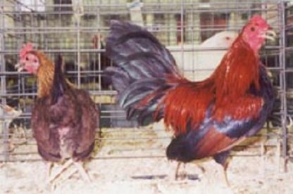 Black Breasted Red Old English Game Bantams