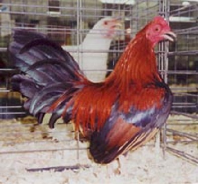 Black Breasted Red Old English Game Bantam