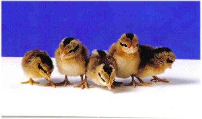 Day old Black Breasted Red Standard Phoenix Chicks