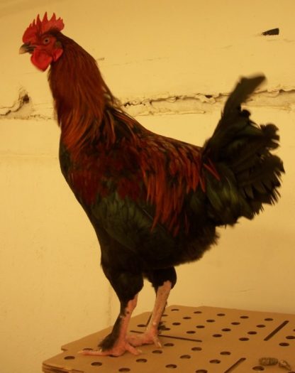 Young 5 month old Black Copper Marans Rooster Chicken Breed
