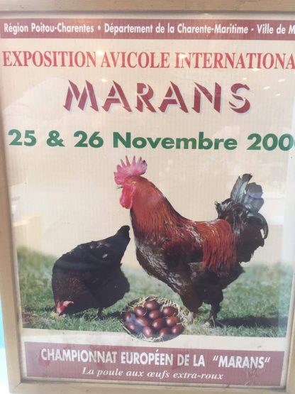 French Black Copper Marans Chicken Book