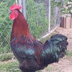 Black Copper Marans Rooster Breed