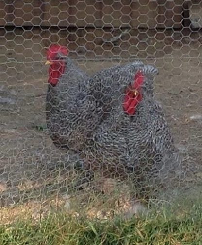 Barred Cochin Standard Chickens