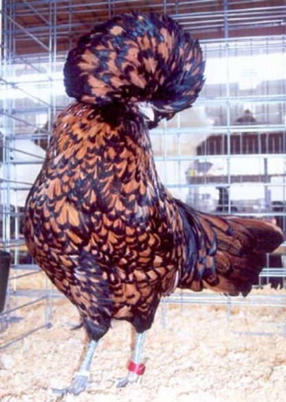 Golden Laced Polish Chicken