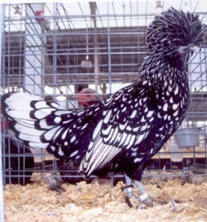 Silver Laced Polish Chicken