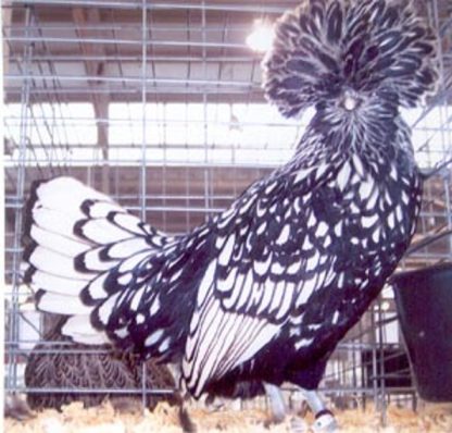 Silver Laced Polish Chicken