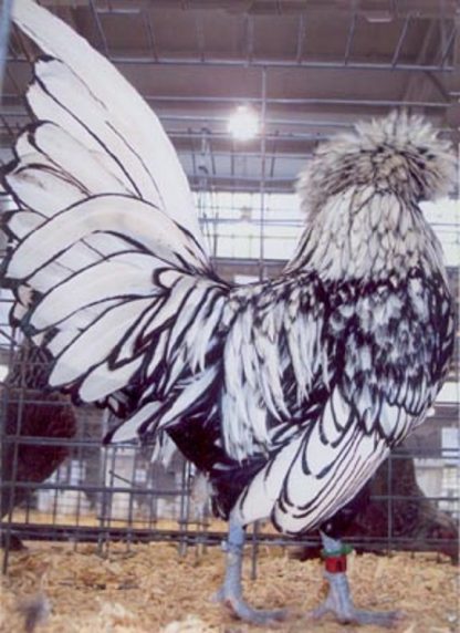 Silver Laced Polish Chicken