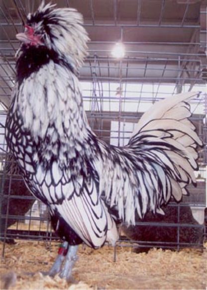 Silver Laced Polish Chicken