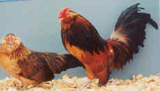 Quail Belgian Bearded d'Anver Bantam Chickens Rooster and Hen