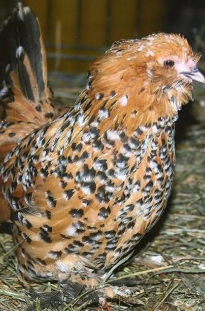 Mille Fleur D'uccle Bantam