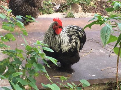 Birchen Cochin Bantam