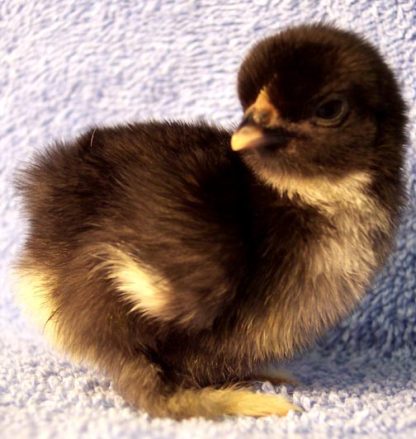 day old Birchen Cochin Bantam chicks