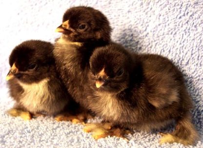 day old Birchen Cochin Bantam chicks