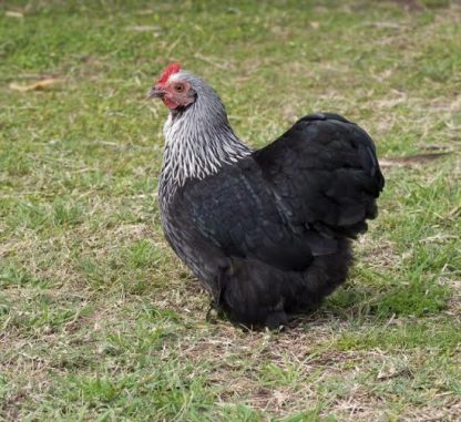 Birchen Cochin Bantam Pullet Chicken