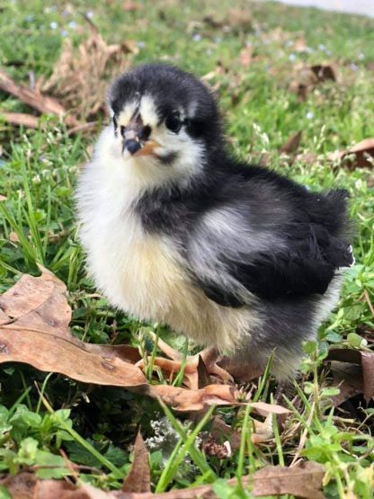 Black Australorp Chick