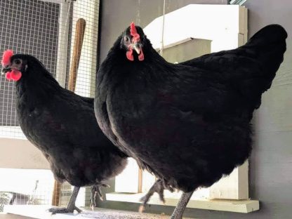 Black Australorp Chicken