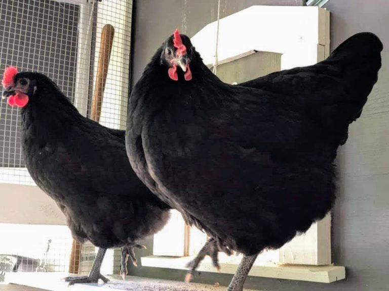 Black Australorp Chickens Chicks for Sale Online Cackle Hatchery®