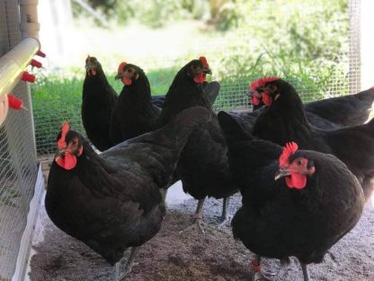 Black Australorp Chicken