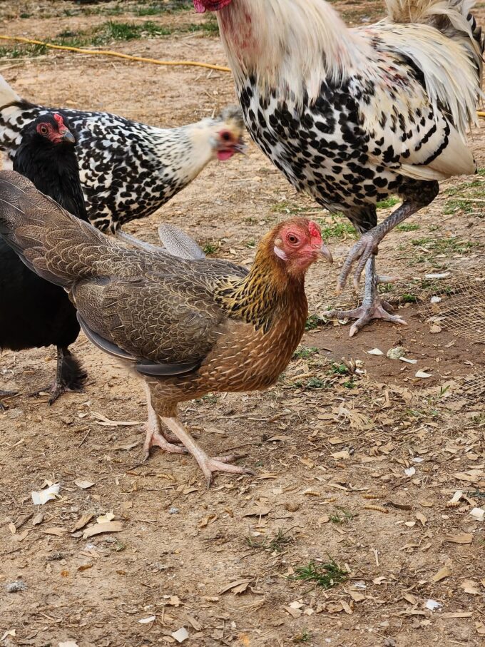 Black Breasted Red Cubalaya Bantam - Image 15
