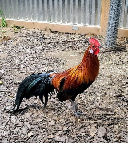 Black Breasted Red Phoenix Standard Chicken