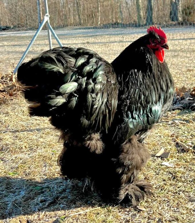 Black Cochin Standard Chicken - Image 25