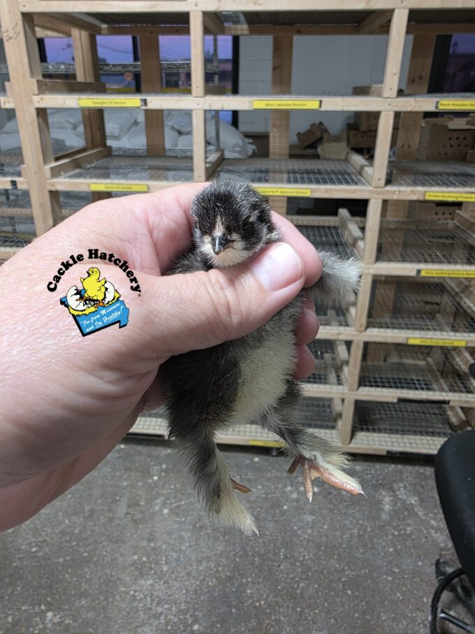 Black Cochin Standard Chicken - Image 26