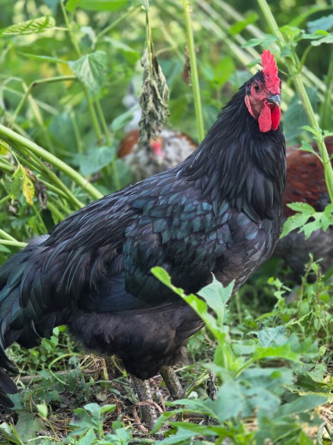 Black Jersey Giant Chicken - Image 31