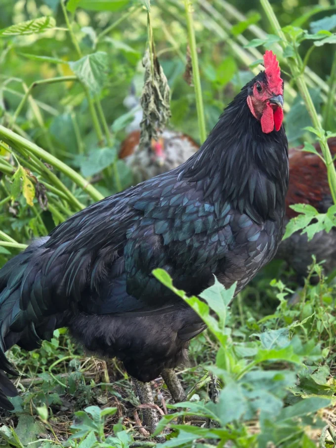Black Jersey Giant Chickens - Baby Chicks for Sale | Cackle Hatchery®