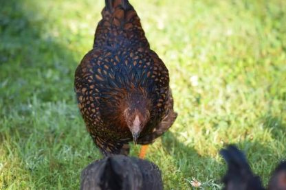 Black Laced Red Wyandotte Chicken