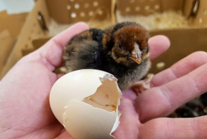 Black Laced Red Wyandotte Chicken