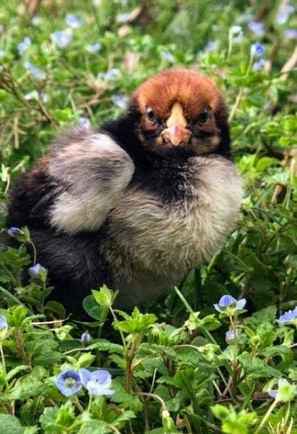 Black Laced Red Wyandotte Chick