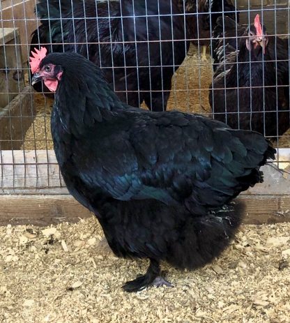 French Black Marans Chicken