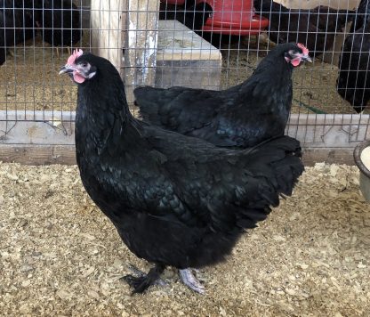 French Black Marans Chicken