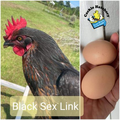 black sex link