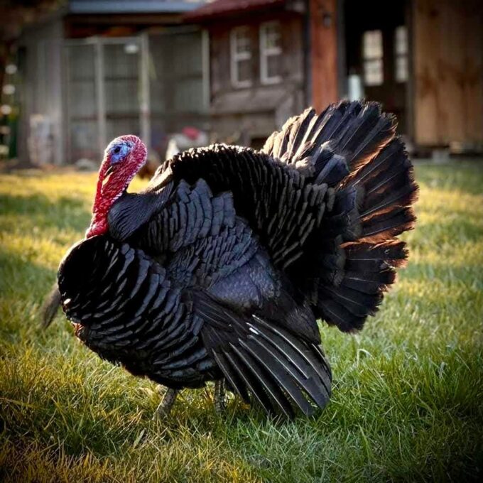 Black Spanish Turkey - Image 10
