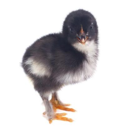 Black Marans Chick