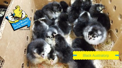 Black Australorp Chicks