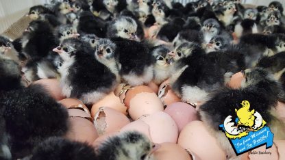 Black Australorp Chicks