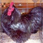 Black Australorp Rooster