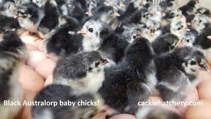 Black Australorp chickens