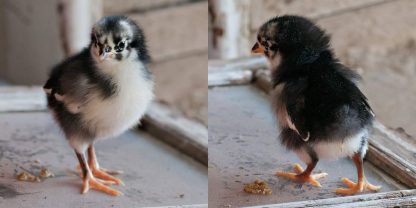 Black Australorp Chicks