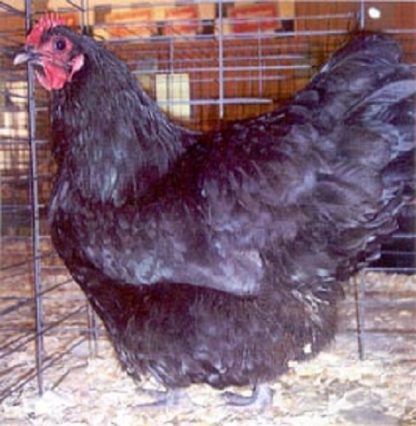 Black Australorp Hen