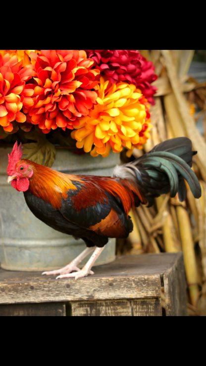 Black Breasted Red Old English bantam Photo By Bons’ Eye Photography