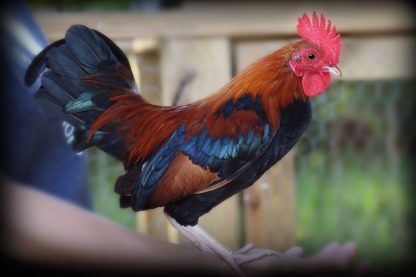 Black breasted red old english bantam Photo By Mary Miller