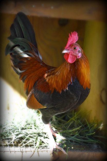 Black breasted red old english bantam Photo By Mary Miller