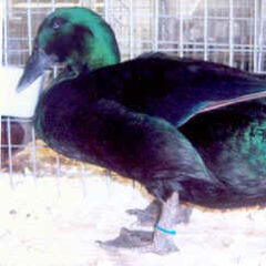 Black Cayuga Duck Drake